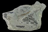 Fossil Flora (Neuropteris & Mariopteris) Plate - Kentucky #136824-1